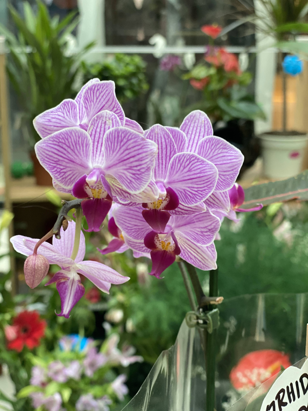 Madame Cvećara | Roze orhideja